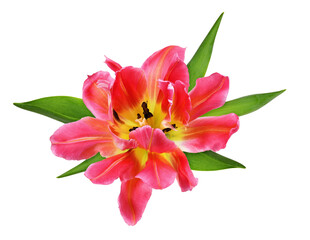 Naklejka na ściany i meble Coral tulip flower