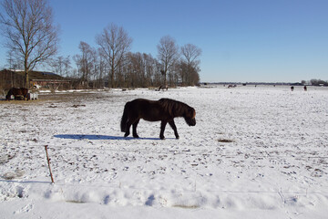 Horses in the meadow with snow blowing up in the ditch near the Dutch village of Bergen. Blue sky. Netherlands, Winter, February.