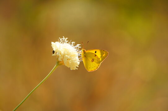 Yellow Butterfly On A Flower