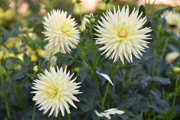 Dahlia cactus jaune pâle en été