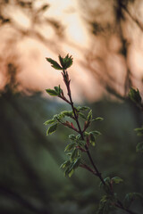 fresh green leafes on a branch in sunset