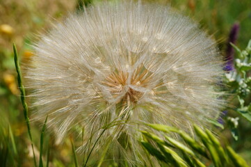 dandelion on green grass