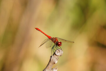 dragonfly on a leaf