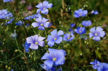 Blooming blue flax in the field.