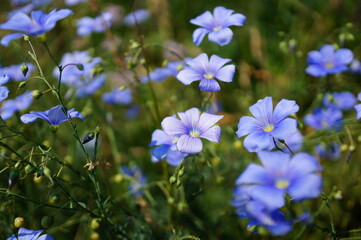 Obraz na płótnie Canvas Blooming blue flax in the field.