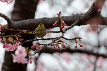 Japanese White-eye With Cherry Blossom(Cerasus lannesiana Carriere, 1872) At Shibuya,Tokyo, Japan.