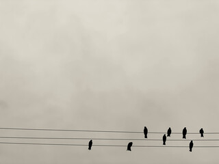 鳥と電線は楽譜