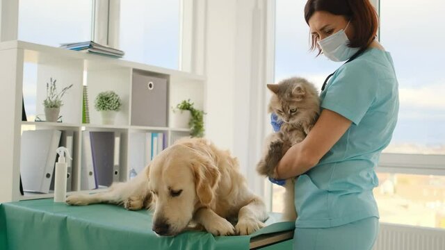 Cat and golden retriever dog in veterinary clinic during appointment with doctor