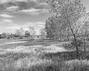 black and white landscape with a trees and a meadow