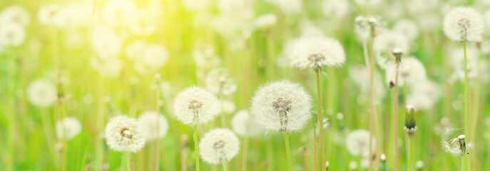 Fototapeta na wymiar Green flower field with dandelions
