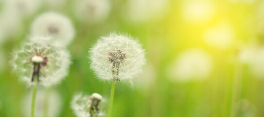 Green flower field with dandelions