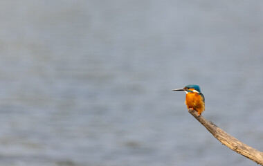 Common Kingfisher (Alcedo atthis) bird perched on tree branch near water body.