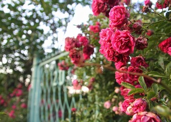 Zdjęcie przedstawia różowe kwiaty, a w tle bramę © Natalia