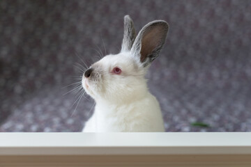 White Easter Bunny with red eyes on a colorful blanket eats a leaf