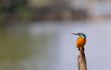 Common Kingfisher (Alcedo atthis) bird perched on tree branch near water body.