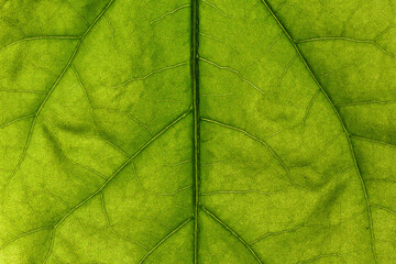 Fototapeta na wymiar A fragment of the leaf surface of a garden flower close-up