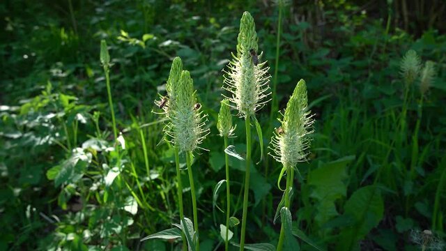 Bl&uuml;hende Pflanzen im Wald mit mehreren Bienen auf den Bl&uuml;ten - &Auml;hrige Teufelskralle - Phyteuma spicatum 