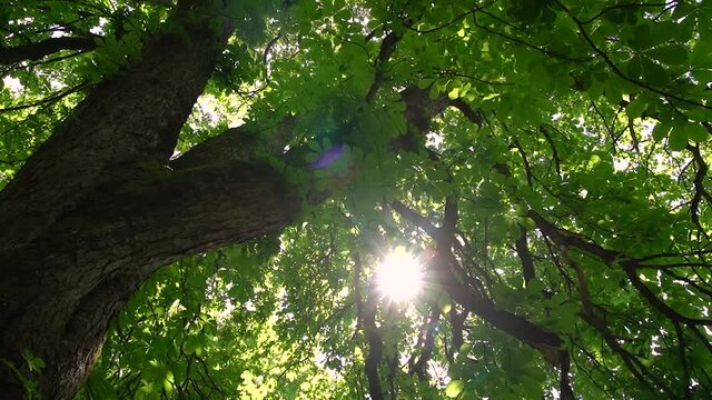 Drehung unter einem Kastanienbaum im fr&uuml;hen Sommer mit Blick auf Baumstamm, &Auml;ste mit dichten Bl&auml;ttern und Sonne