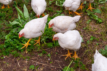 Raising chickens. Large broiler chickens feed on green grass.