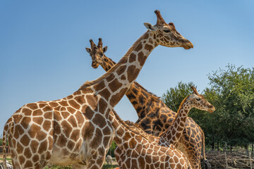 Giraffenfamilie 