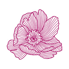 Illustration of linear peony.