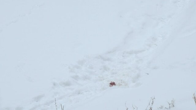 Two magpies fight in the snow in winter over food