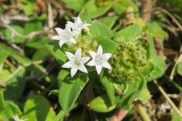White richardia flowers in Florida wild, closeup
