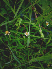 Tiny white flower