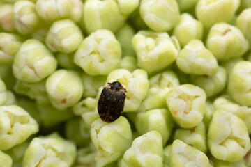 Museum beetle,  Anthrenus museorum on rhubarb buds, the larva of this beetle is a pest on skin products