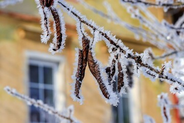 withered plants with hoarfrost 