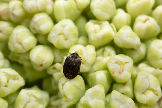 Museum beetle,  Anthrenus museorum on rhubarb buds, the larva of this beetle is a pest on skin products