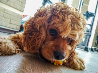 Dog Cocker Spaniel plays with ball