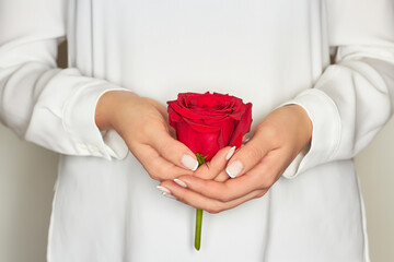 woman holds a beautiful red rose in her hand. Women's hands with a beautiful rose on a light background. March 8. February 14. Mother's Day. Valentine's Day.