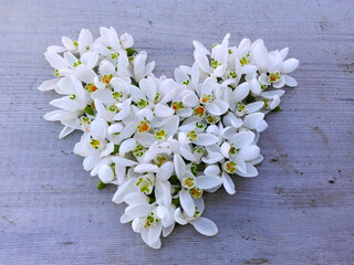 Snowdrop little flowers heart on wooden texture background. White floral snowdrop heart shape on table. First spring small flowers - snowdrops heart. Snow drops flowers as love frame for 8 march day