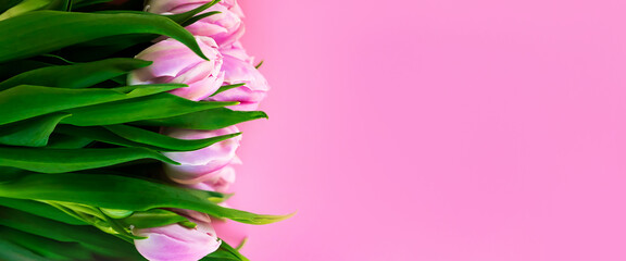 Banner. A bunch of pink tulips from top with space for text. Flatlay