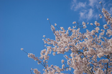 The Blue Sky and Spring Cherry Blossoms in Gyeongju, Korea