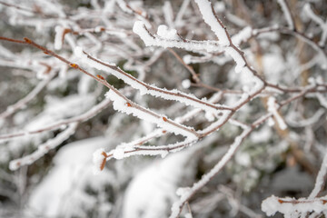 frost on the branches of a tree