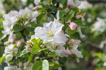 Close up for beautiful apple blossom on sunlight. Selective focus