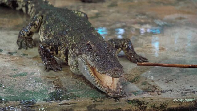 Close up of crocodile or alligator walking and poked by people.