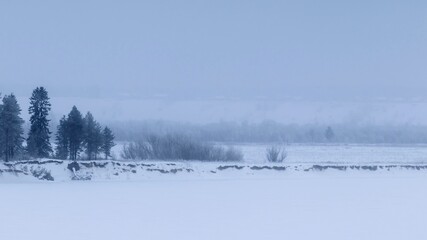 A minimalistic winter landscape in gray tones with lonely trees on the river bank against a foggy horizon.