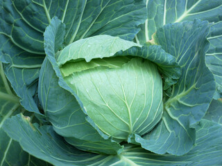 closeup green cabbage organic farm in Myanmar market