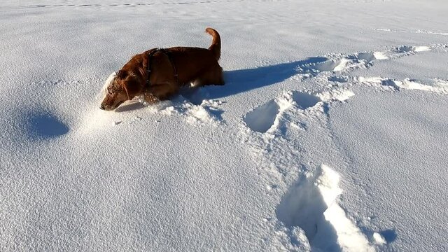 Golden Retriever steckt Nase unter den Schnee