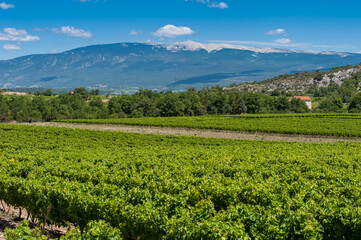 Fototapeta na wymiar Weinberge und der Mont Ventoux in der Provence