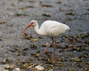 White Ibis stock photos.  White Ibis close-up profile view displaying its long beak, eye, white plumage, red legs in its environment and habitat. Image. Picture. Portrait.
