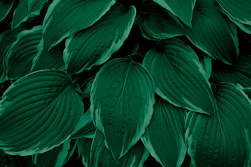 Dark Green leaves close up. Exotic Plant pattern