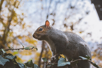 Curious squirrel