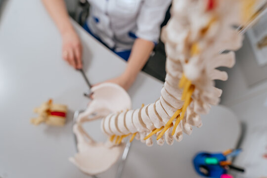 Doctor physiotherapist explaining the mechanism of injury using vertebra model - Powered by Adobe