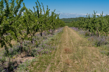 Fototapeta na wymiar Pfirsichplantage in der Provence
