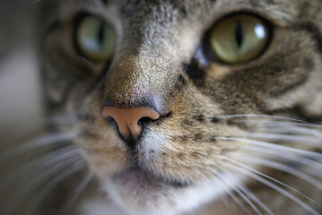 Fototapeta premium Cats nose