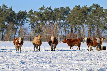 Rinderherde mit trächtigen Färsen auf einem schneebedeckten Feld bei Sonnenschein